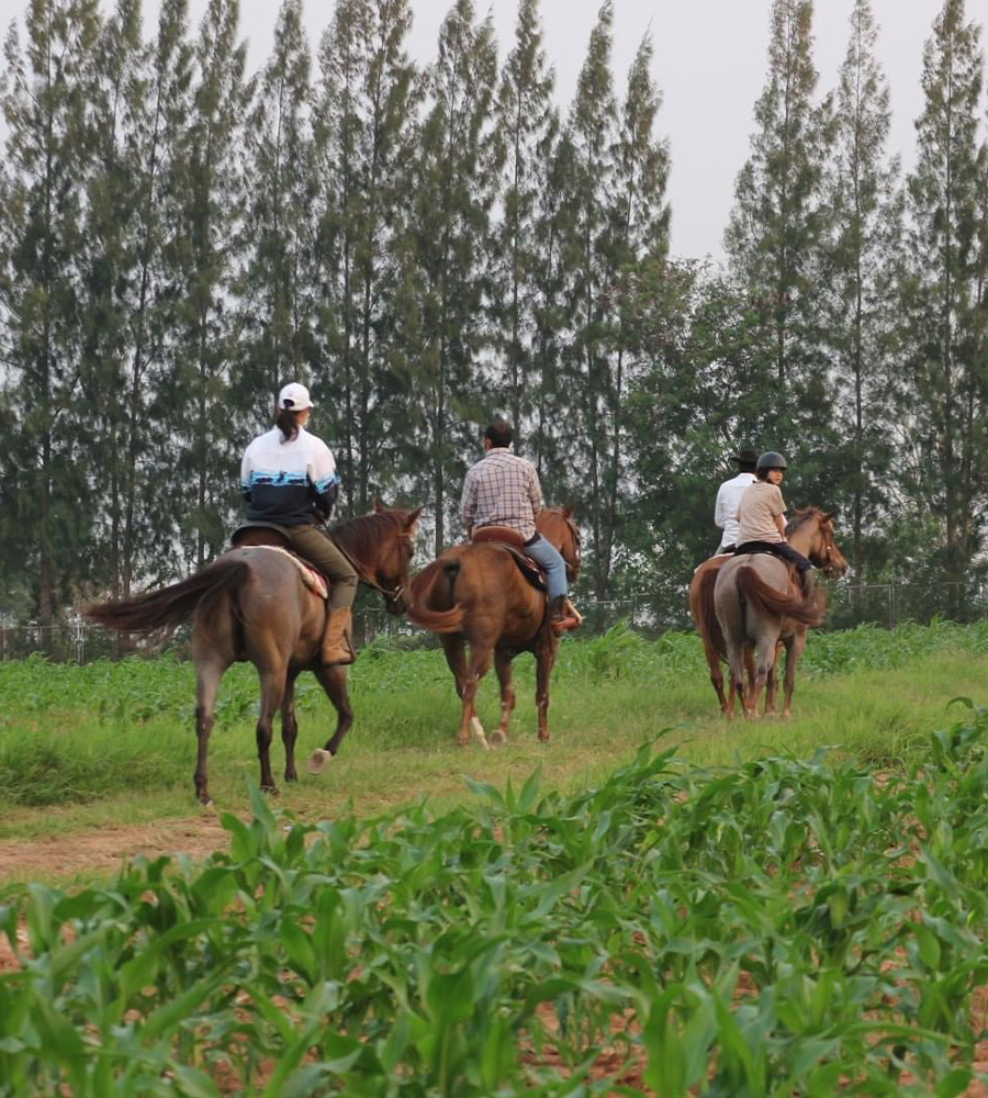 horse-club-11